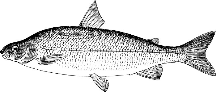 Fresh Water Fishes of New England-013