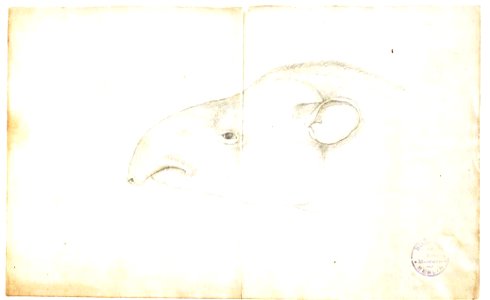Friedrich Sellow Tapir