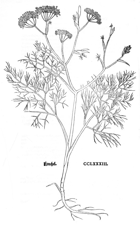 Fuchs Fenchel - Free Stock Illustrations | Creazilla