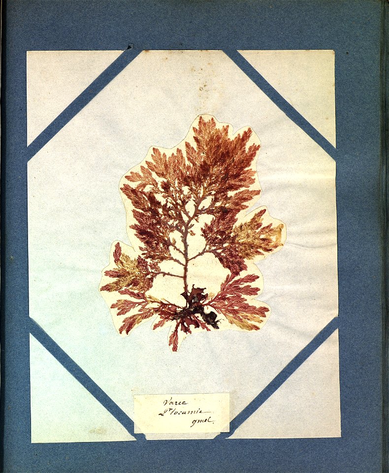 Fucus plocamium