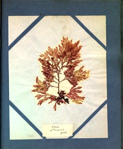 Fucus plocamium