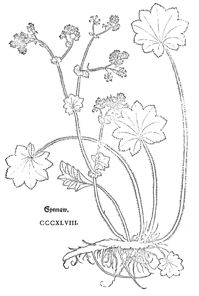 Fuchs Synnaw