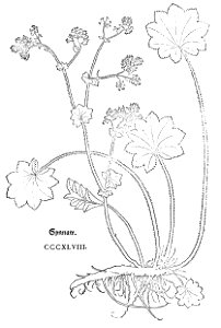 Fuchs Synnaw