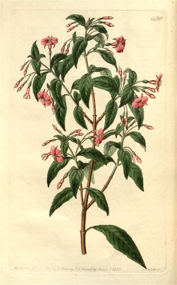 Fuchsia bacillaris Edwards's Bot. Reg. 18. 1480. 1832