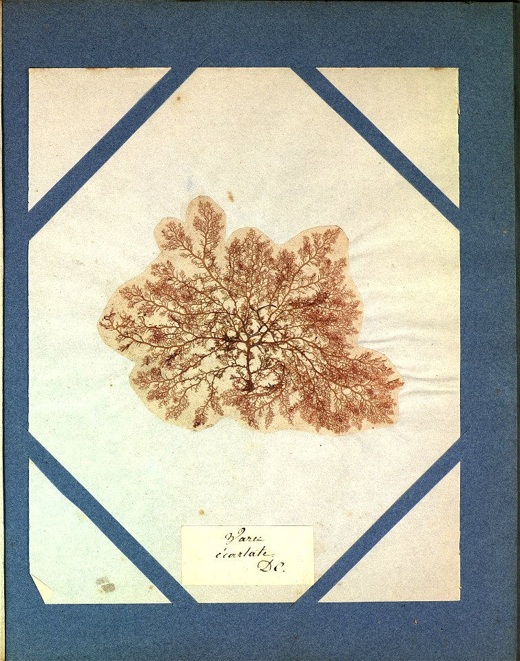 Fucus plocamium S.G.Gmelin Le Gourcuff