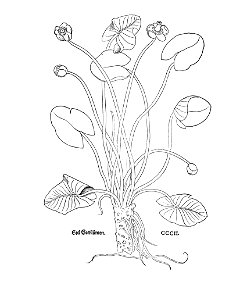 Fuchs 1543 gelb