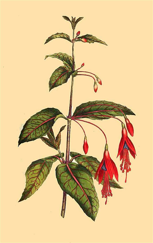 Fuchsia