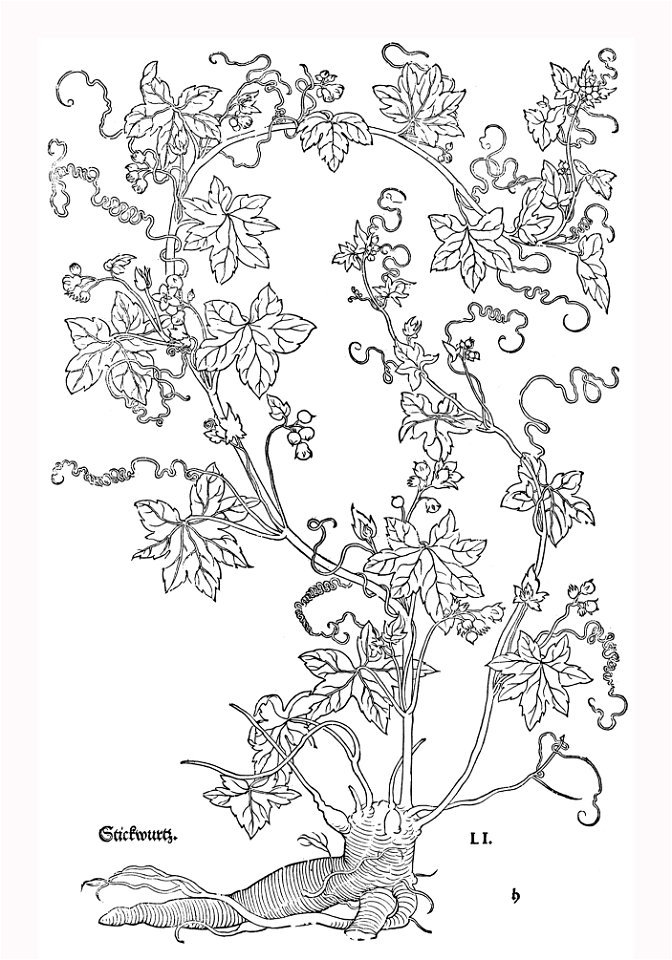 Fuchs Stickwurtz