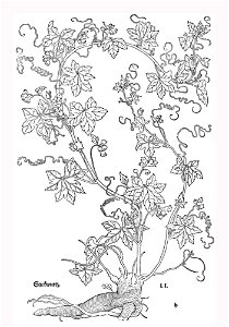 Fuchs Stickwurtz