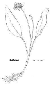 Fuchs Wald Knoblauch