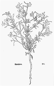Fuchs Rittersporn