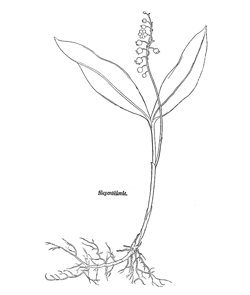 Fuchs Meyenblume