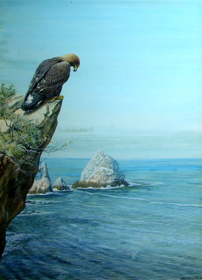 'Golden Eagle on Catalina Island' by Louis Agassiz Fuertes