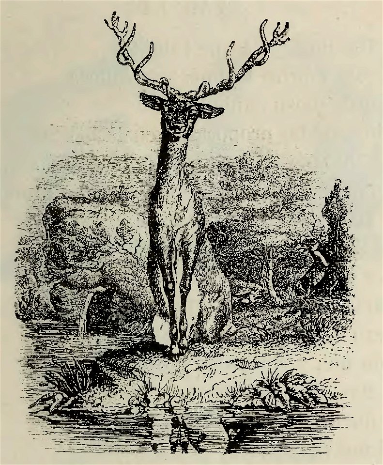 Fábulas de Samaniego (1882) (page 31 crop)