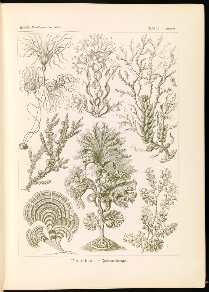 Fucoideae. - Brauntange LCCN2015648902