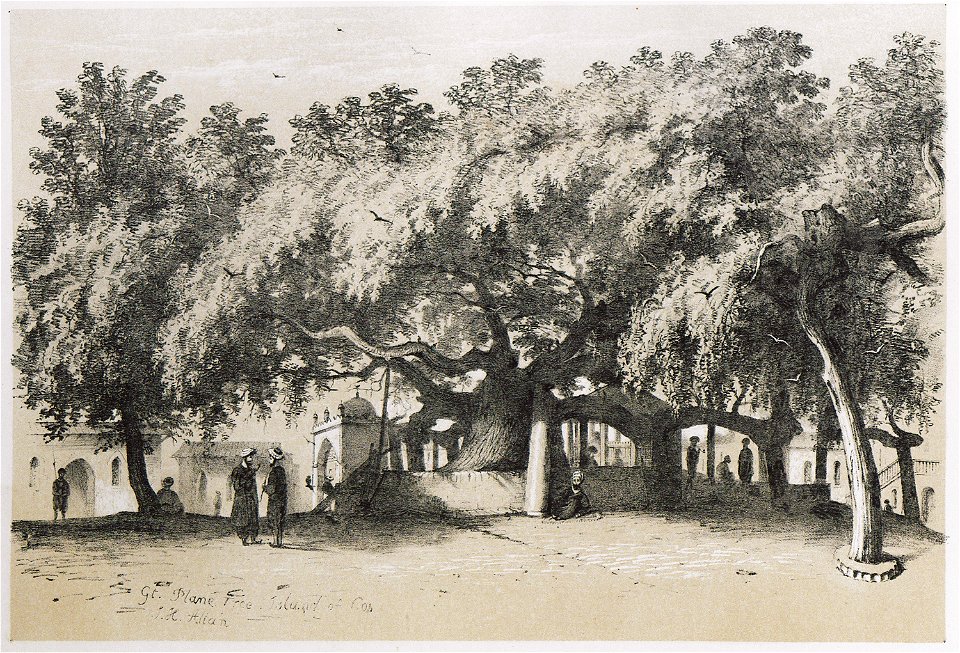 Gt Plane tree Island of Cos - Allan John H - 1843