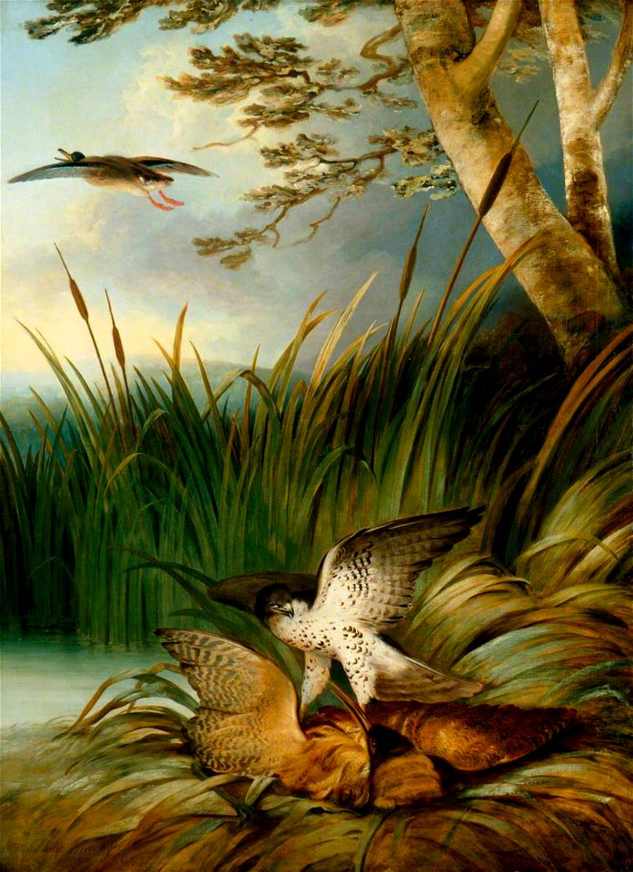 Harrier Killing a Bittern by Philip Reinagle 1797