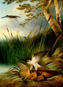 Harrier Killing a Bittern by Philip Reinagle 1797