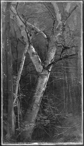 William Hart - Birches - 1981.789 - Museum of Fine Arts