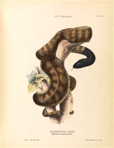 Harriet Scott - Black-headed Snake, Aspidiotes melanocephalus - Google Art Project. Free illustration for personal and commercial use.