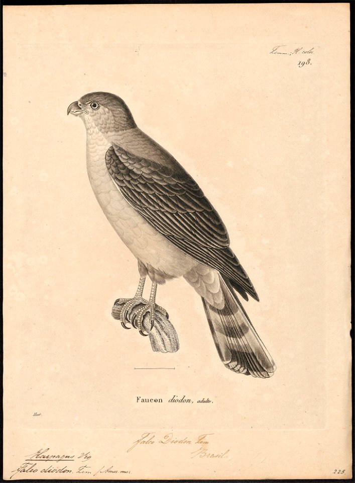 Harpagus diodon - 1700-1880 - Print - Iconographia Zoologica - Special Collections University of Amsterdam - UBA01 IZ18200272