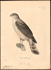 Harpagus diodon - 1700-1880 - Print - Iconographia Zoologica - Special Collections University of Amsterdam - UBA01 IZ18200272