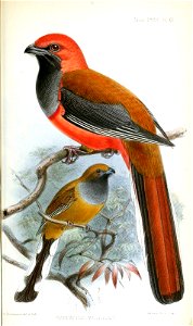 HarpactesWhiteheadiKeulemans