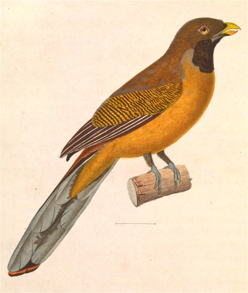 Harpactes ardens 1838