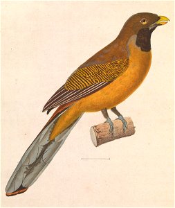 Harpactes ardens 1838