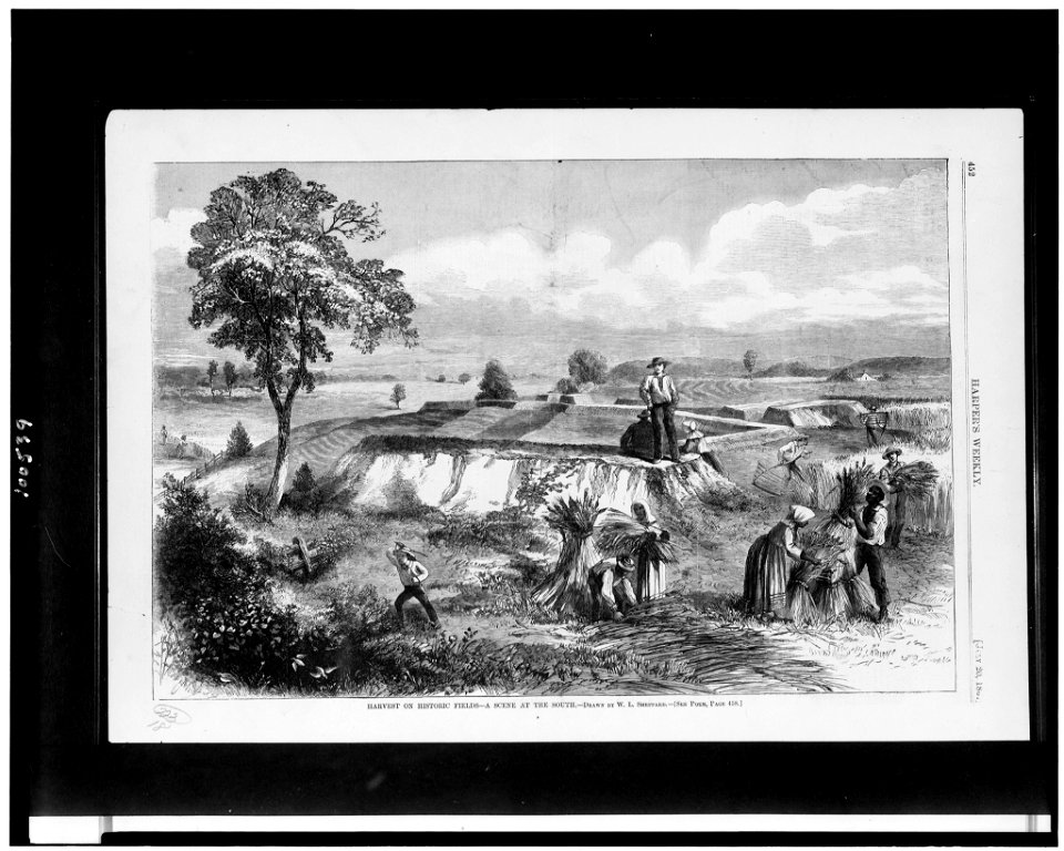Harvest on historic fields-a scene at the South - drawn by W.L. Sheppard. LCCN90712906