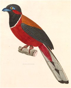 Harpactes fasciatus 1838