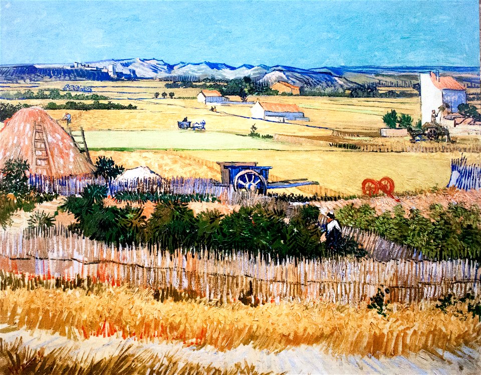 Harvest at La Creu - My Dream