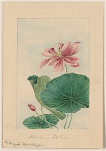 Hasu - lotus - by Megata Morikaga. LCCN2009630258