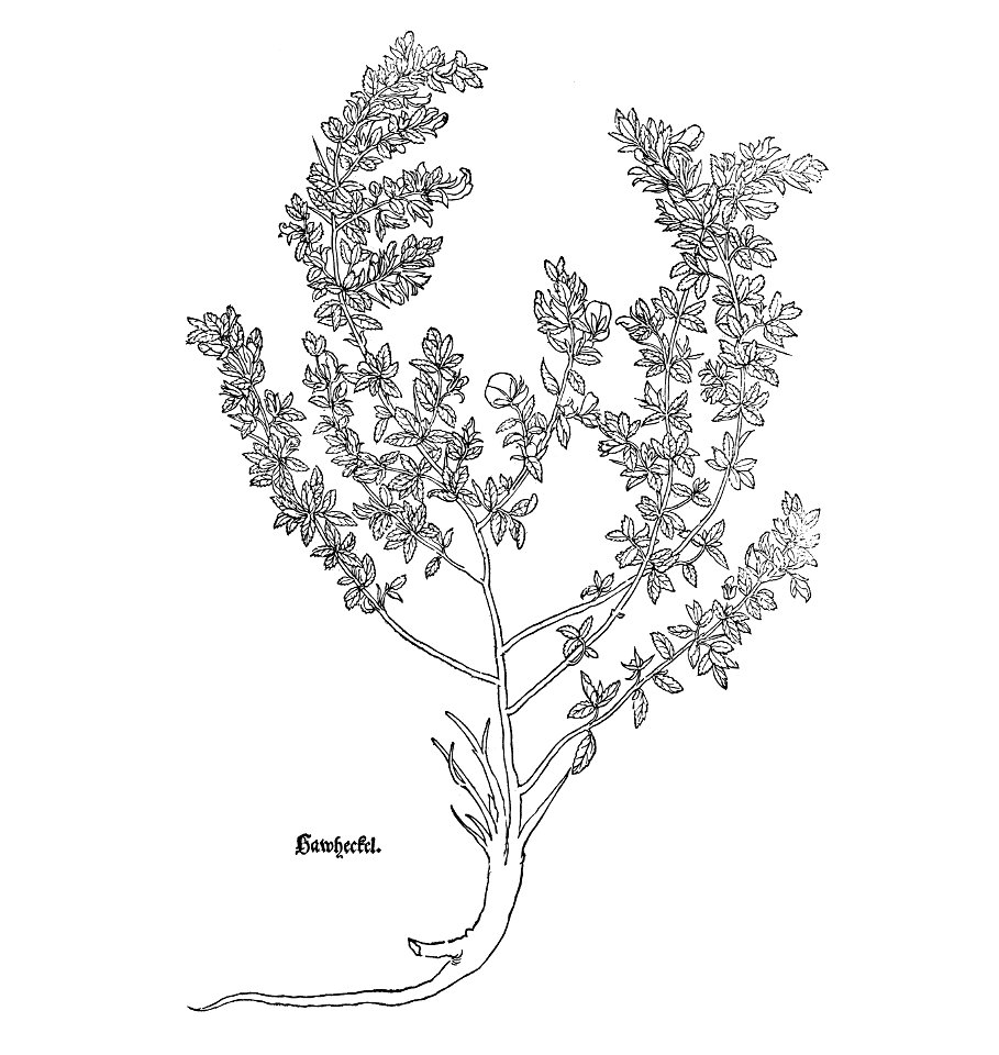 Hauheckel Fuchs