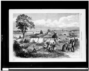 Harvest on historic fields-a scene at the South - drawn by W.L. Sheppard. LCCN90712906