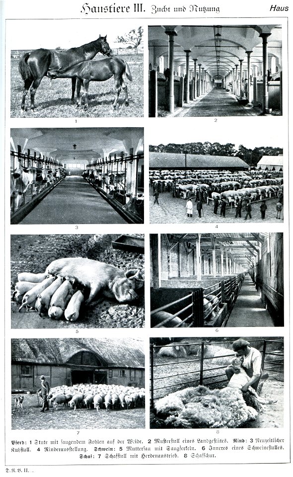 Haustiere III in Brockhaus 1937