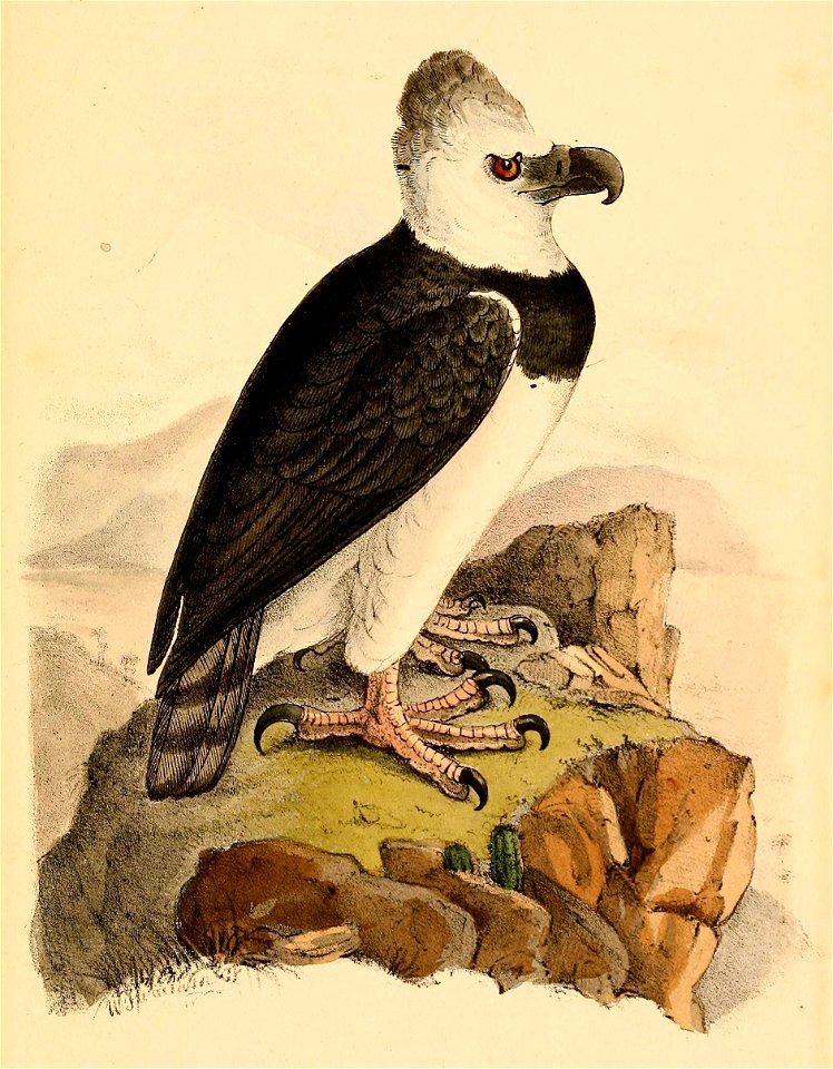 Harpia harpyja 1841