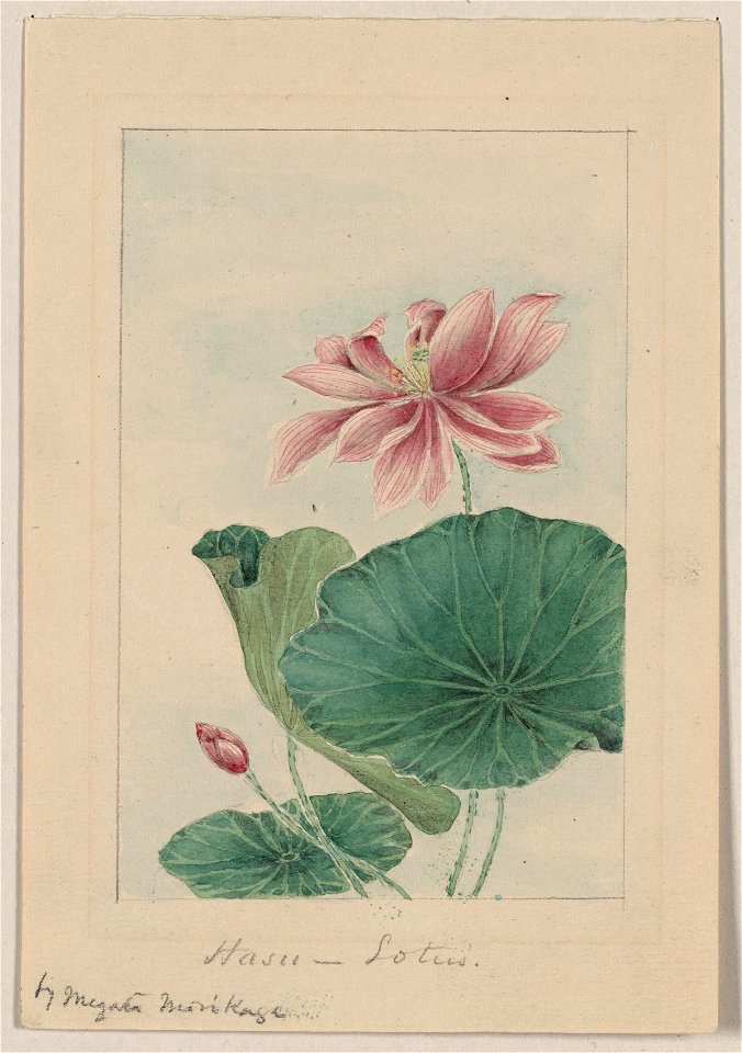 Hasu - lotus - by Megata Morikaga. LCCN2009630258