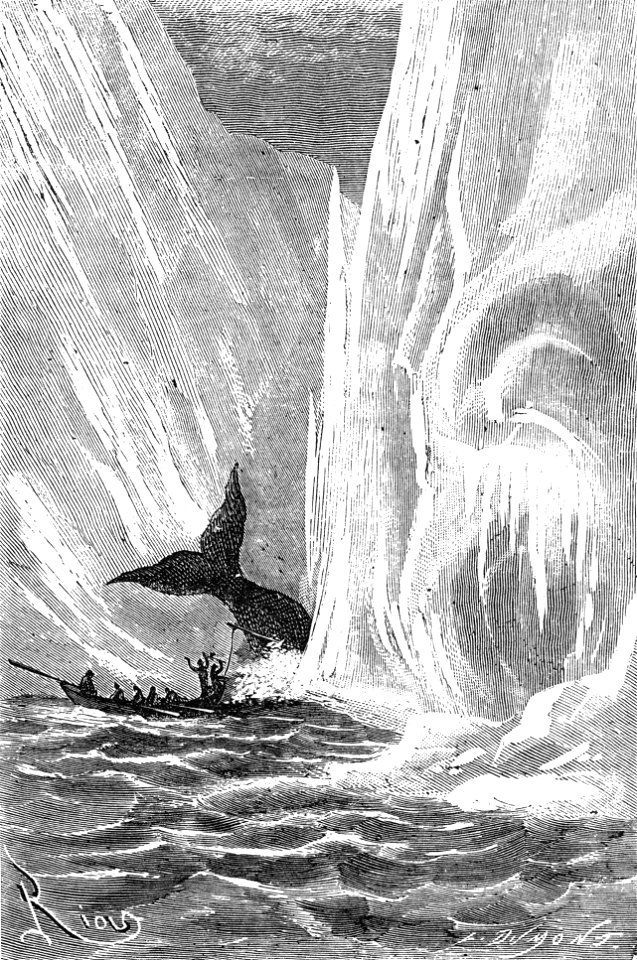 Hatteras Whale
