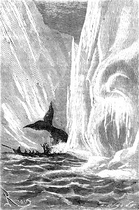 Hatteras Whale