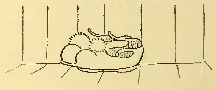 Havet - La Maison dans l’œil du chat, 1917 (page 196 crop)