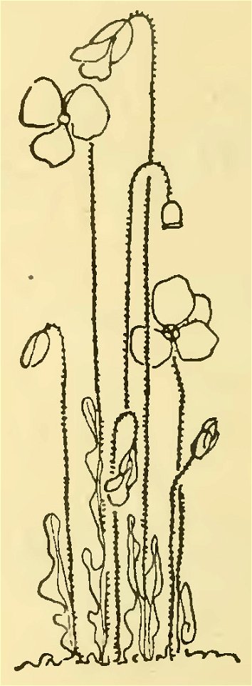 Havet - La Maison dans l’œil du chat, 1917 (page 56 crop)