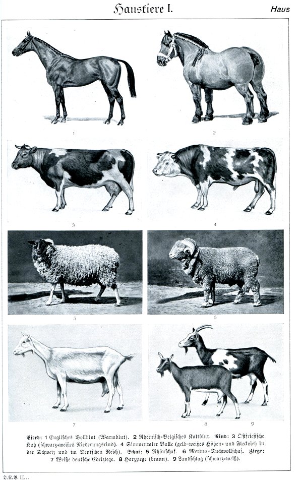 Haustiere I in Brockhaus 1937