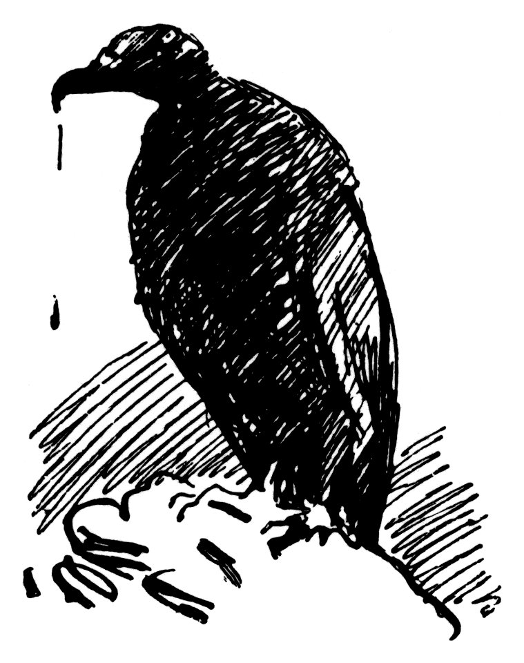 Hawk sketch