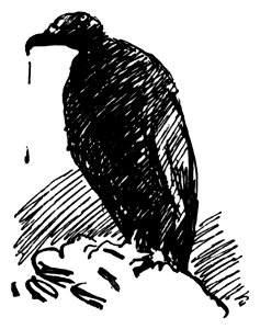 Hawk sketch