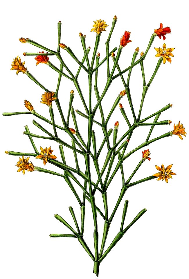 Hatiora saliscornioides BlKakteenT95