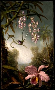 MJ Heade Orchids and Spray Orchids with Hummingbird. Free illustration for personal and commercial use.