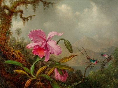 Martin Johnson Heade, Orchids and Hummingbirds, signed M.J. Heade, l.l. Oil on canvas, 1875-90. Free illustration for personal and commercial use.