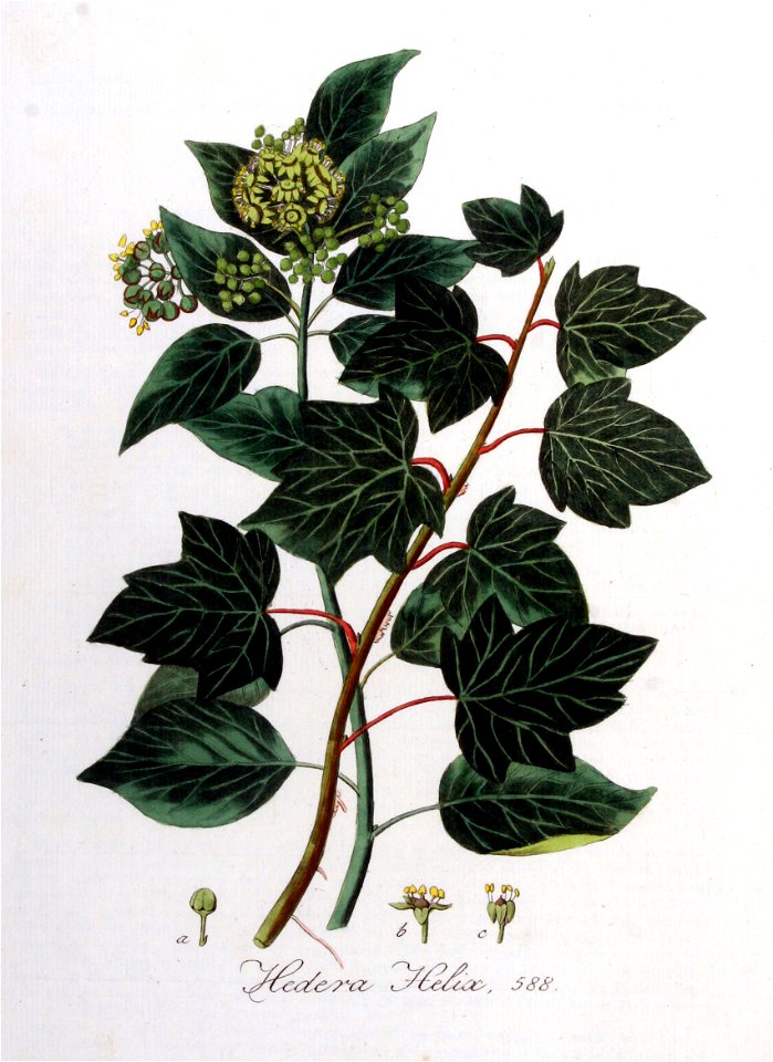 Hedera helix — Flora Batava — Volume v8