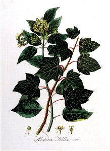 Hedera helix — Flora Batava — Volume v8